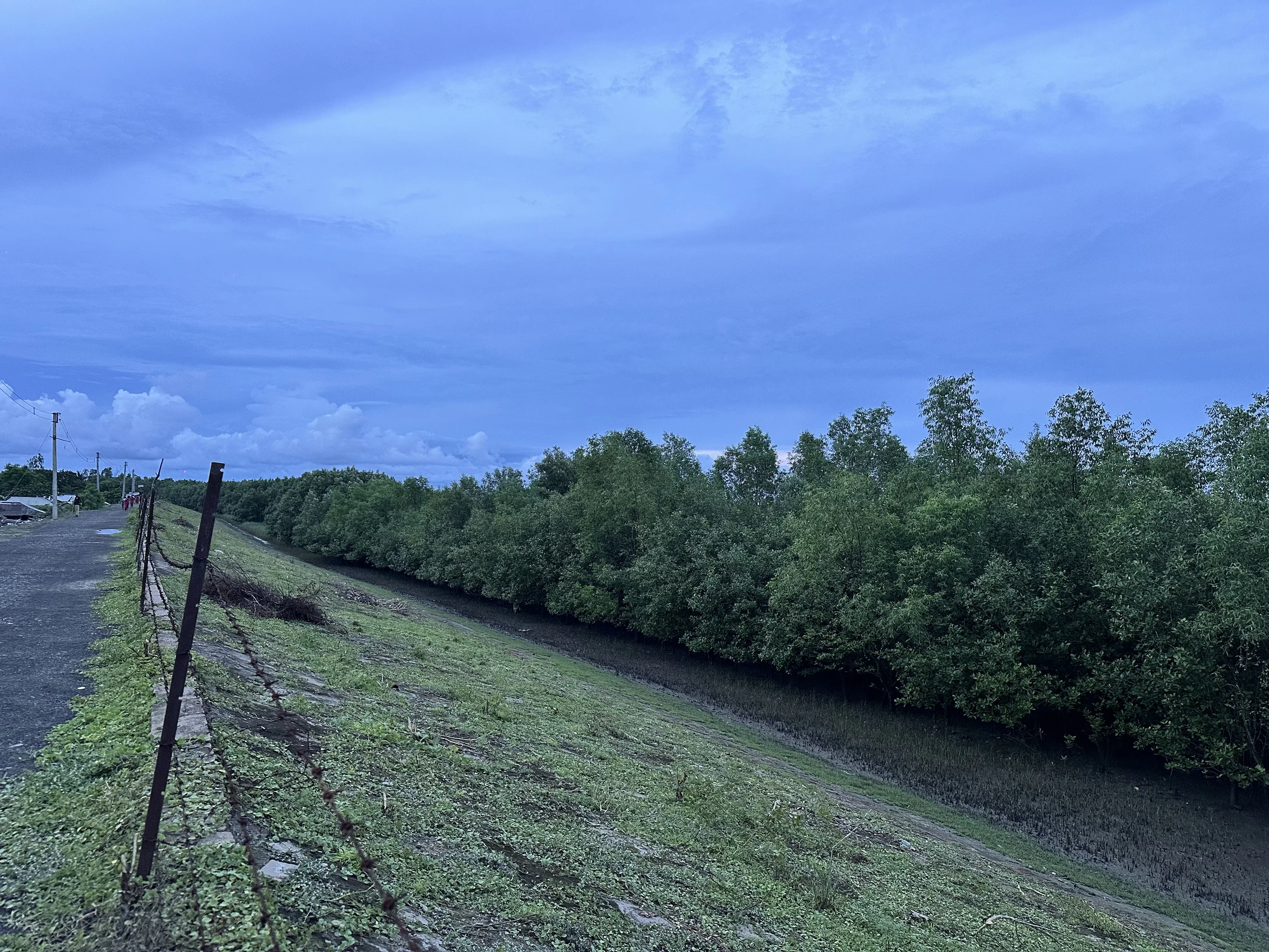 A long belt of full-grown mangroves along the Raimangal River beside the embankment.