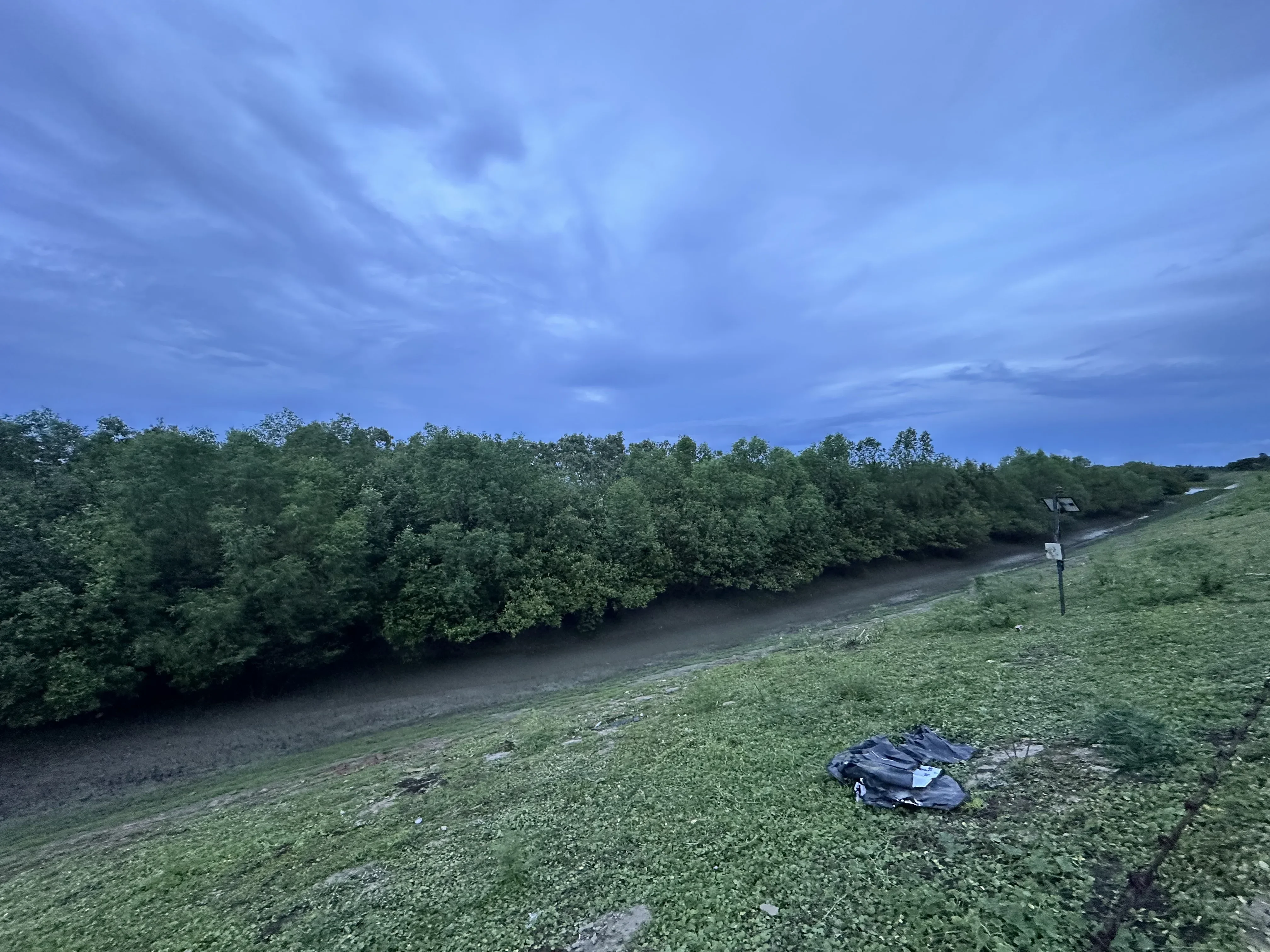 Full-grown mangroves along the opposite stretch of the Raimangal River.