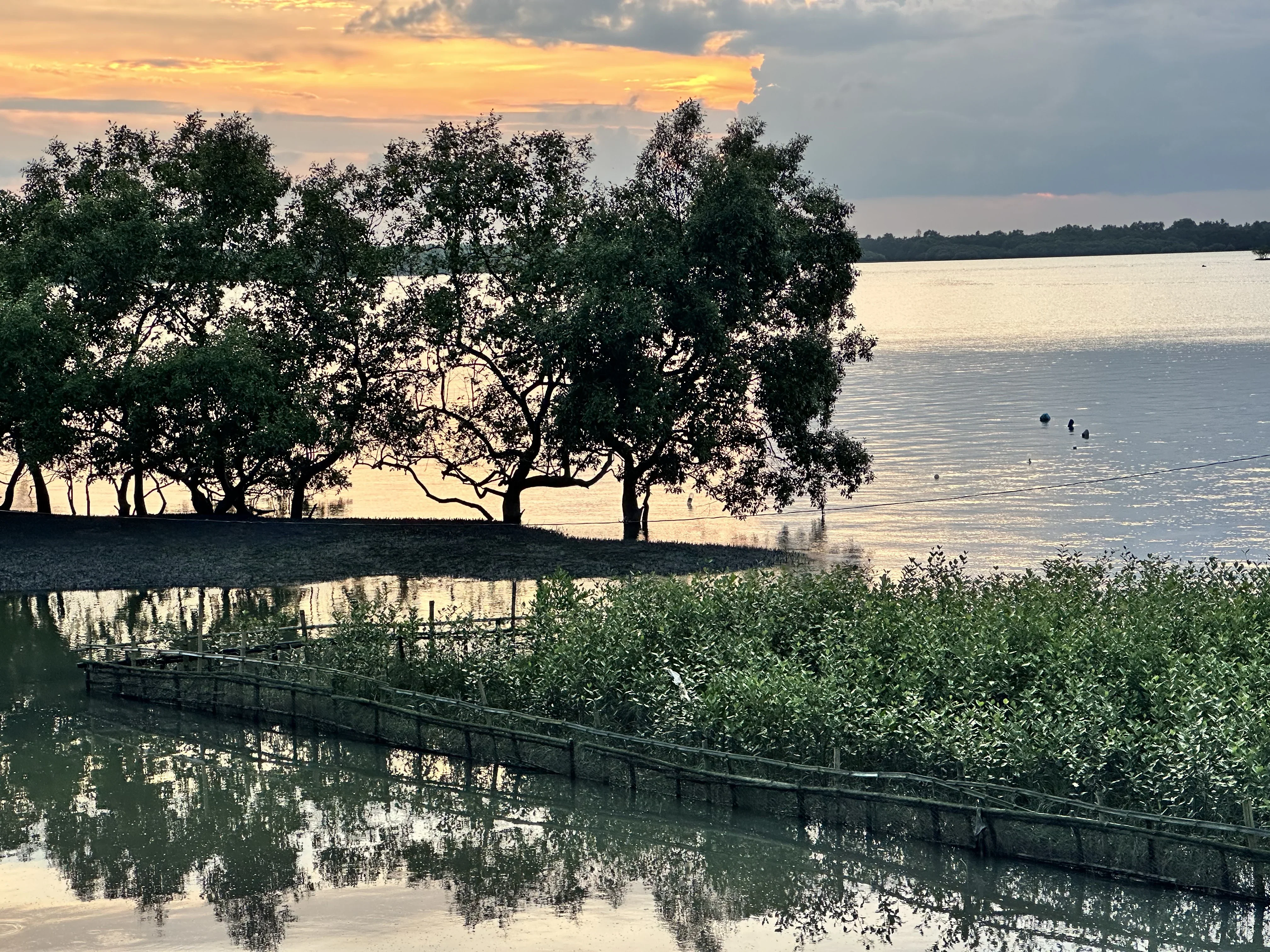 Mangroves growing along the riverbank of the Raimangal.