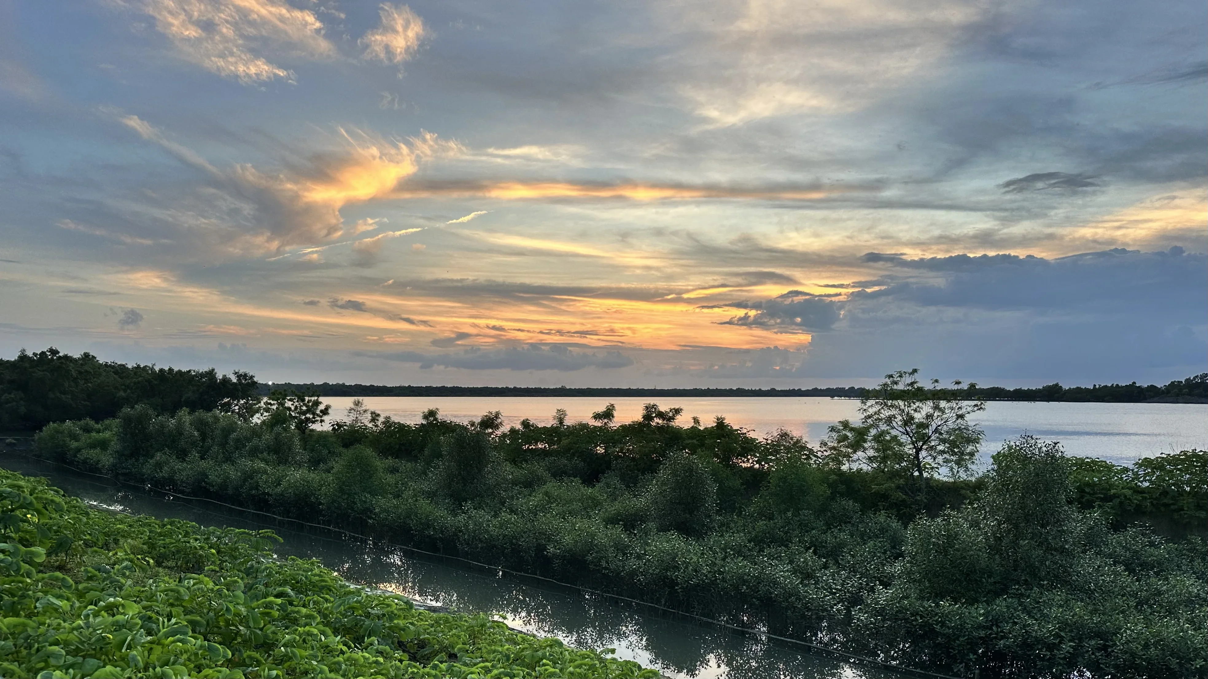 Mangroves growing along the riverbank, forming a living edge between river and land.
