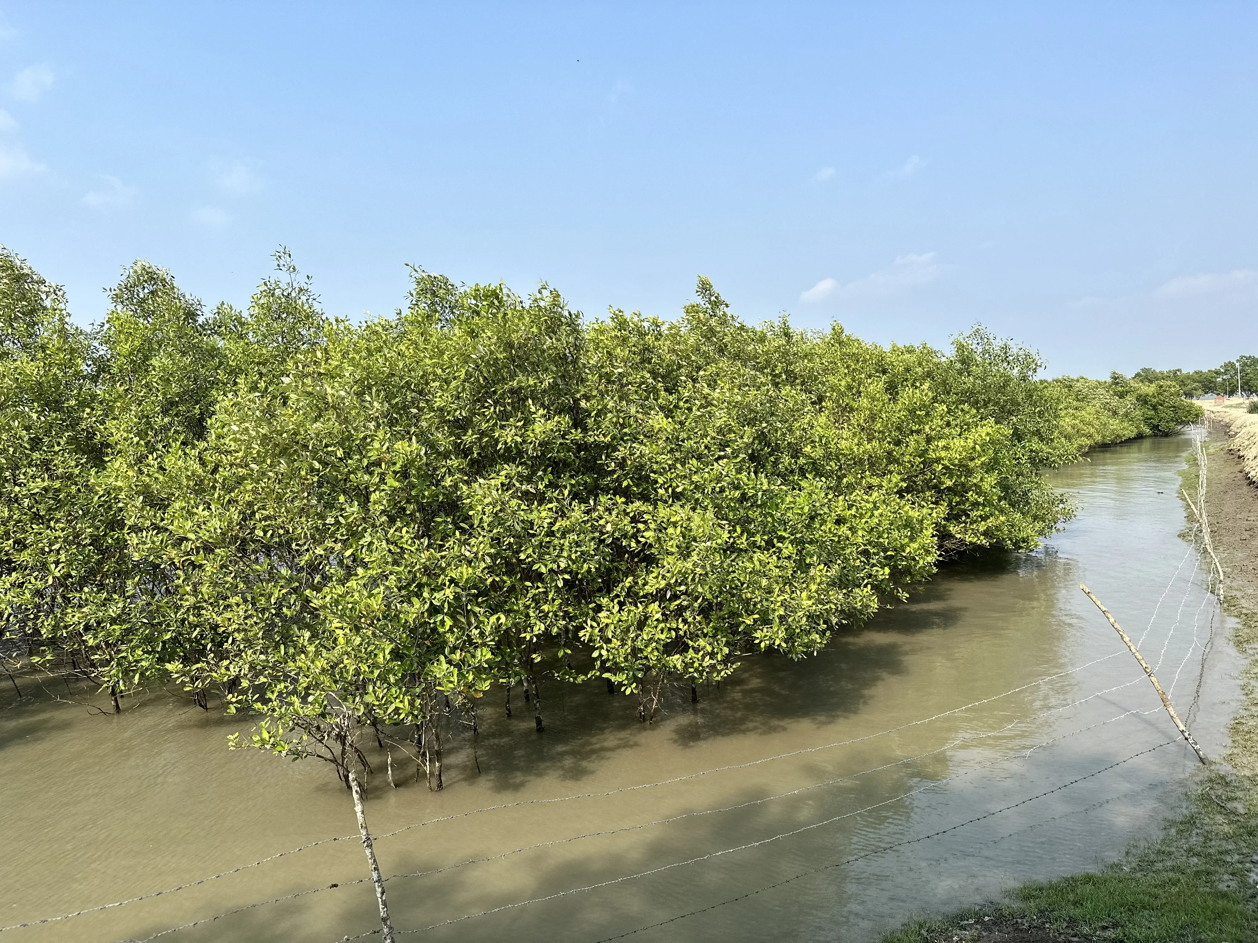 Mangroves along the Raimangal River at twilight.