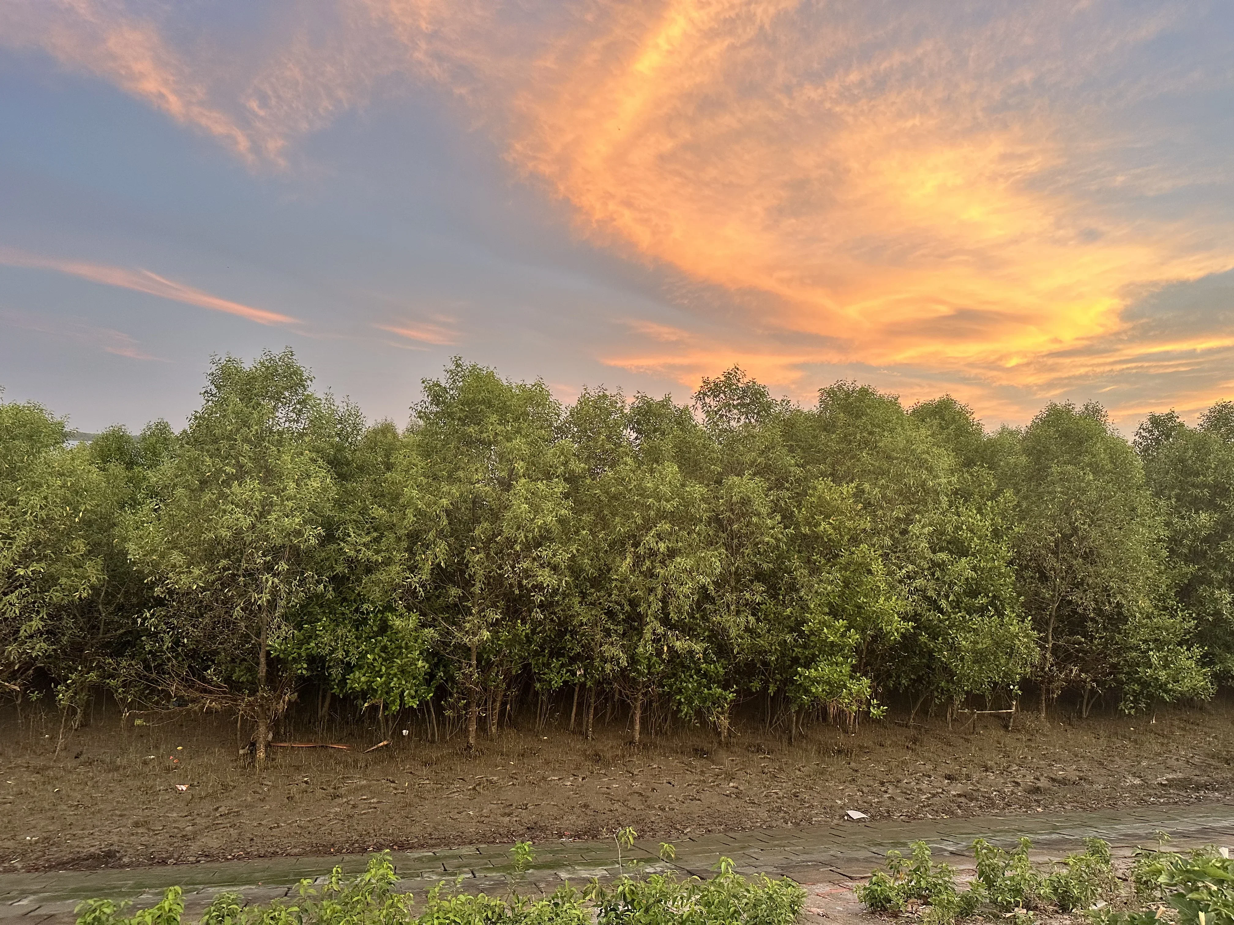 Mangrove growth along the riverbank at twilight.
