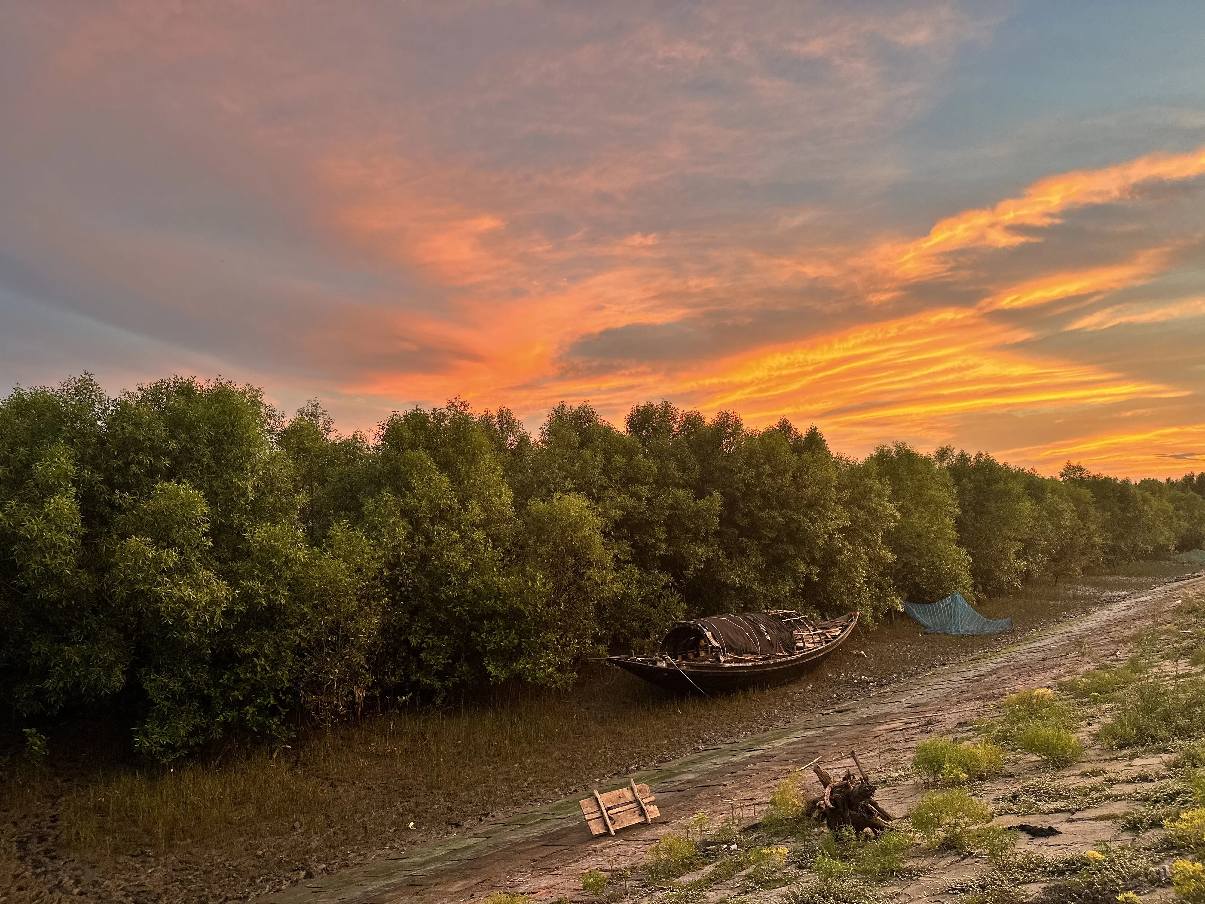 Established mangroves along the riverbank in the fading light.