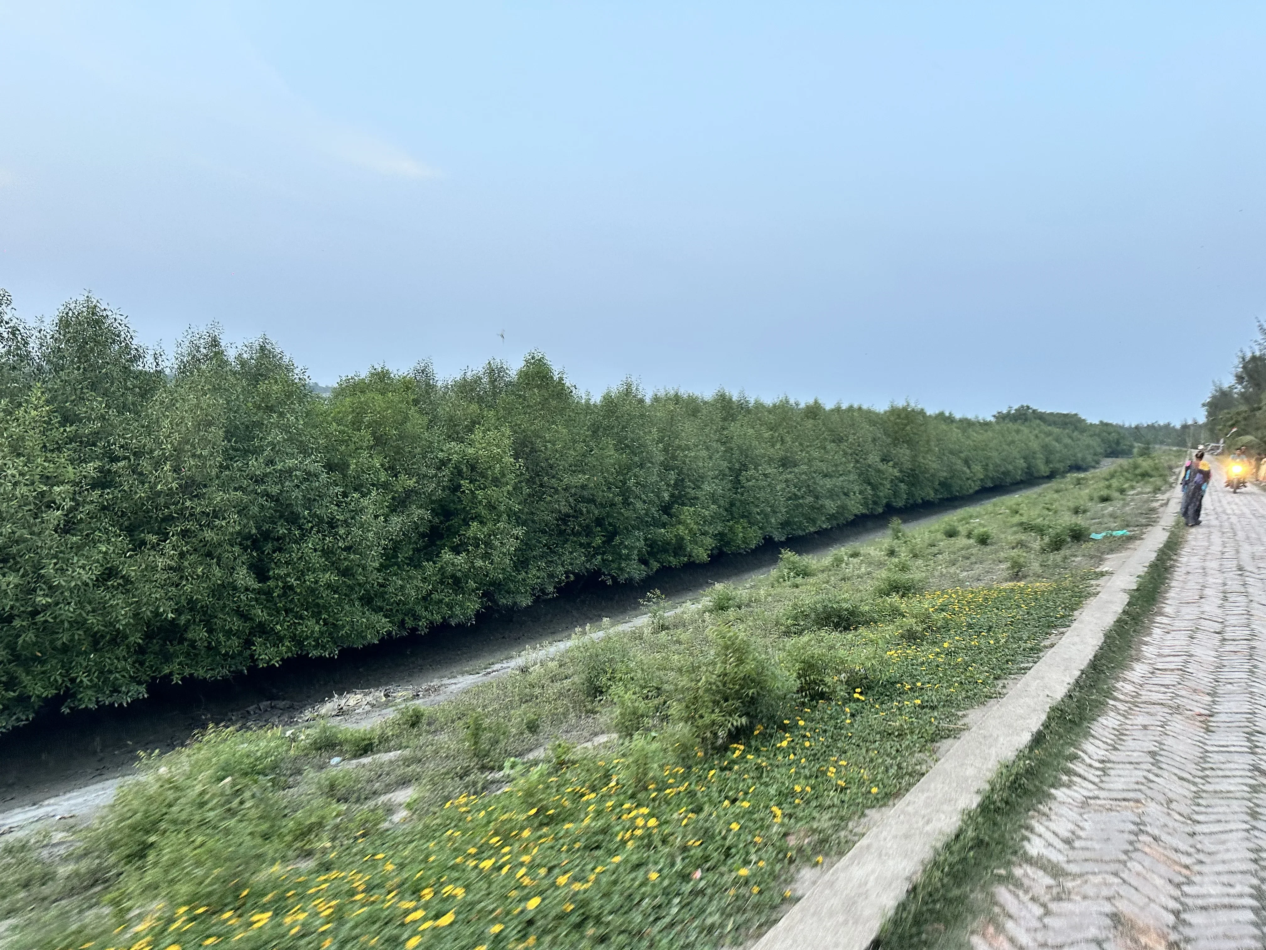 Full-grown mangroves beside the embankment road along the Raimangal River.