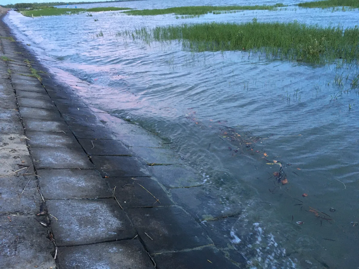 Young mangrove saplings submerged during high tide