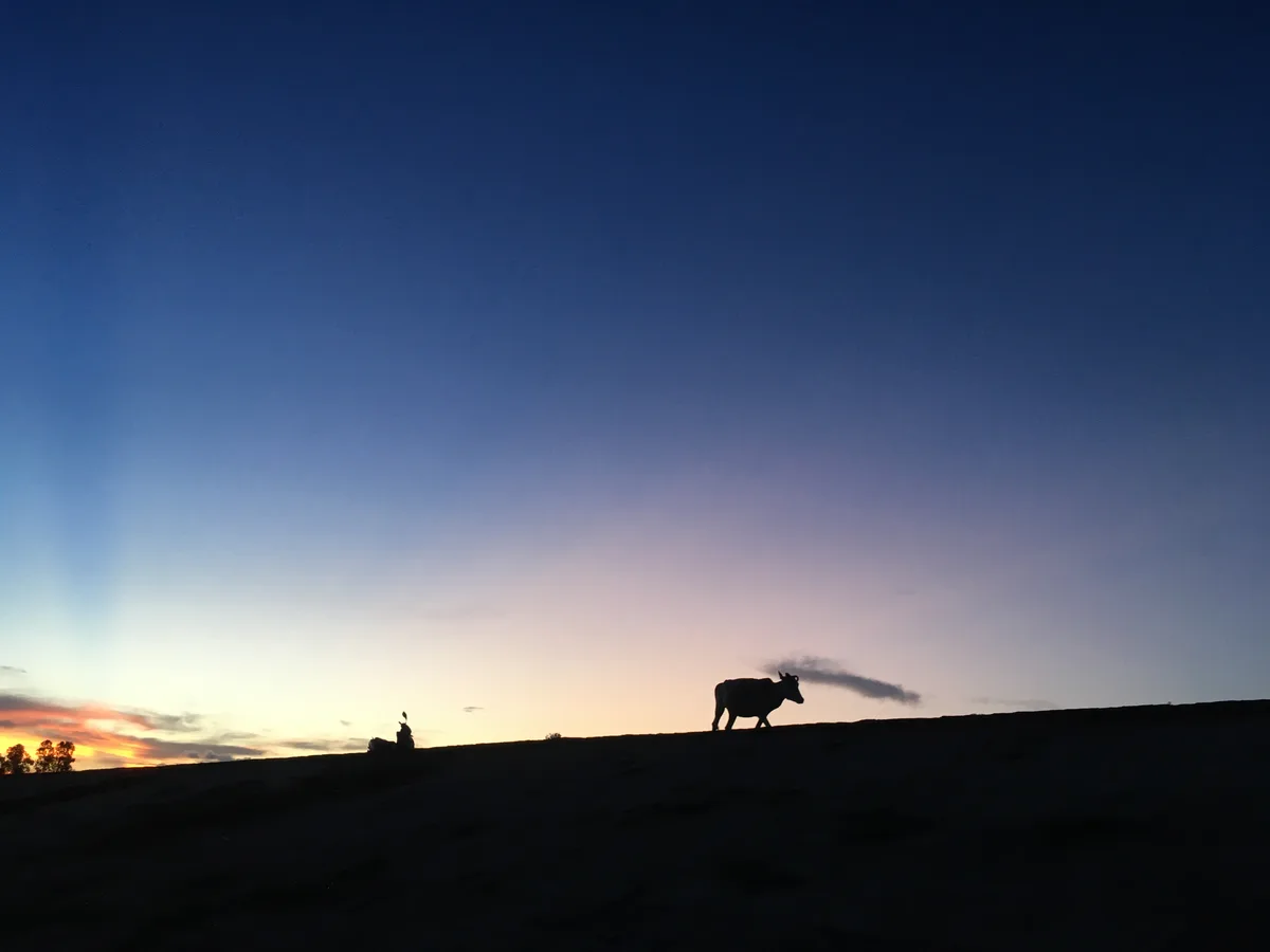 Silhouette of an animal against a sunset sky