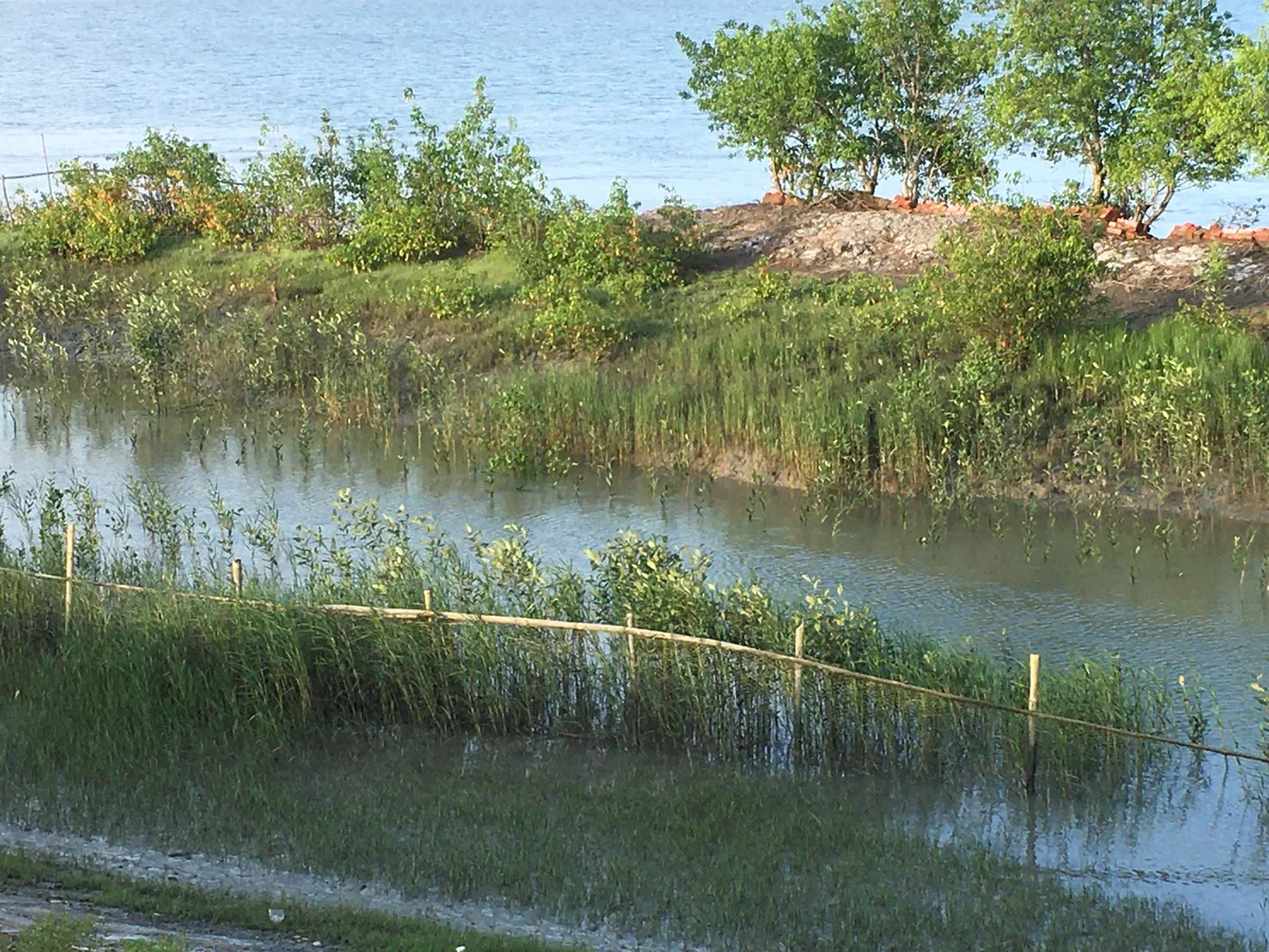Mangrove plantation site beside a river