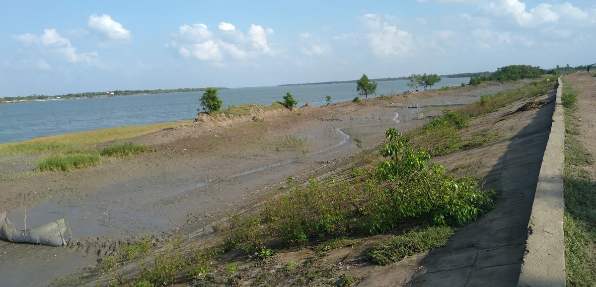 Mangrove plantation site beside a river