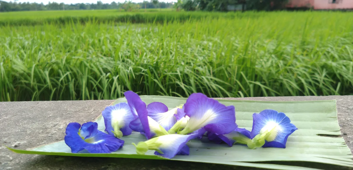 Aparajita flower on a banana leaf beside a paddy field