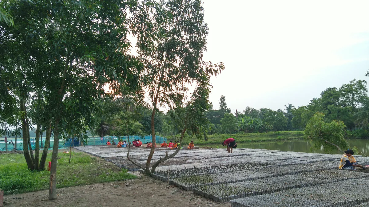 Trees beside a mangrove nursery