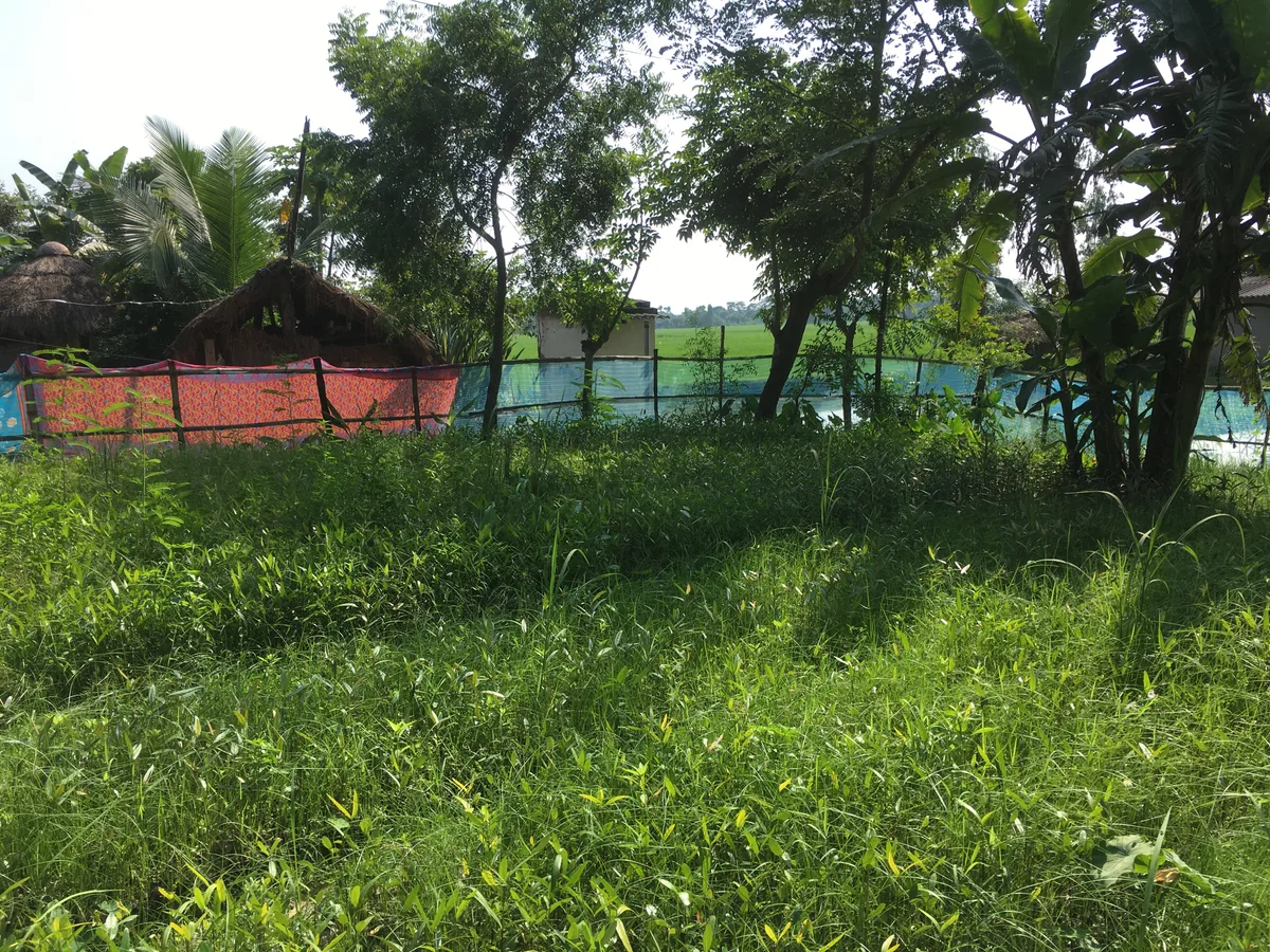 Mangrove nursery landscape