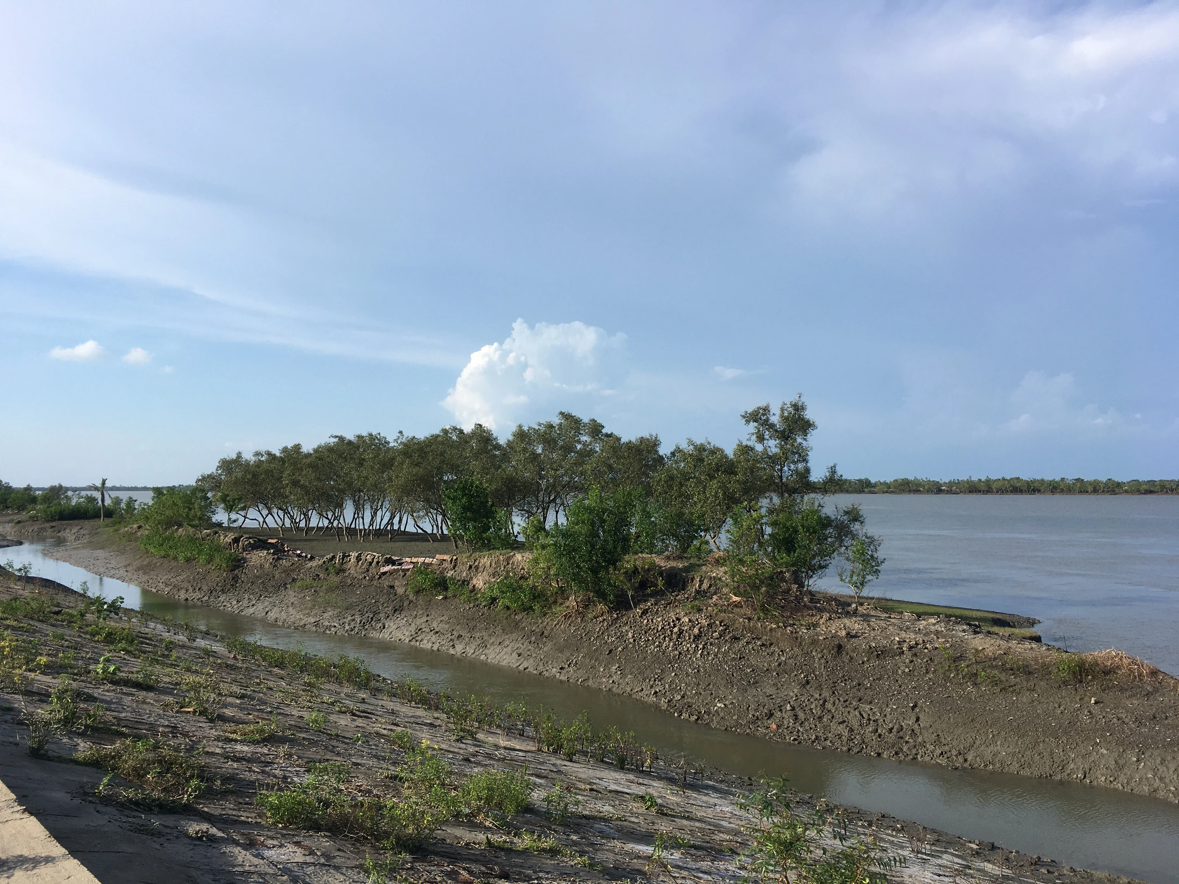 River and mangroves in the Sundarbans