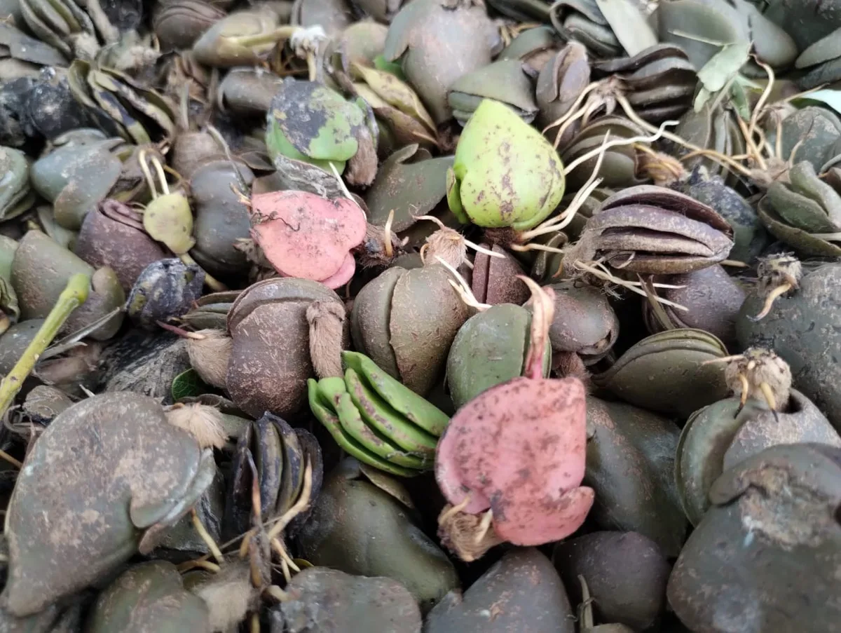 Mangrove seeds collected from a river