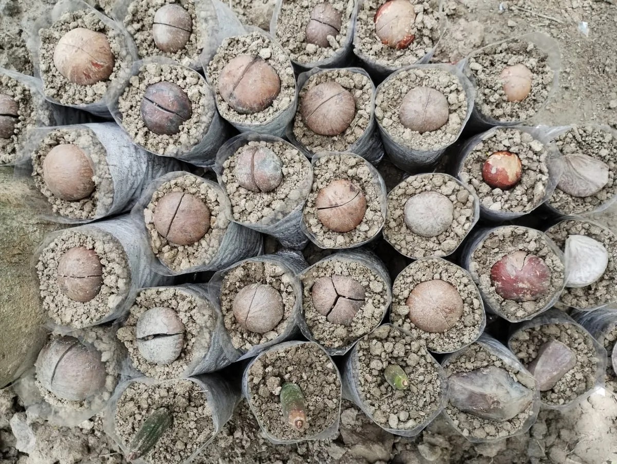 Collected mangrove seeds planted in nursery pots