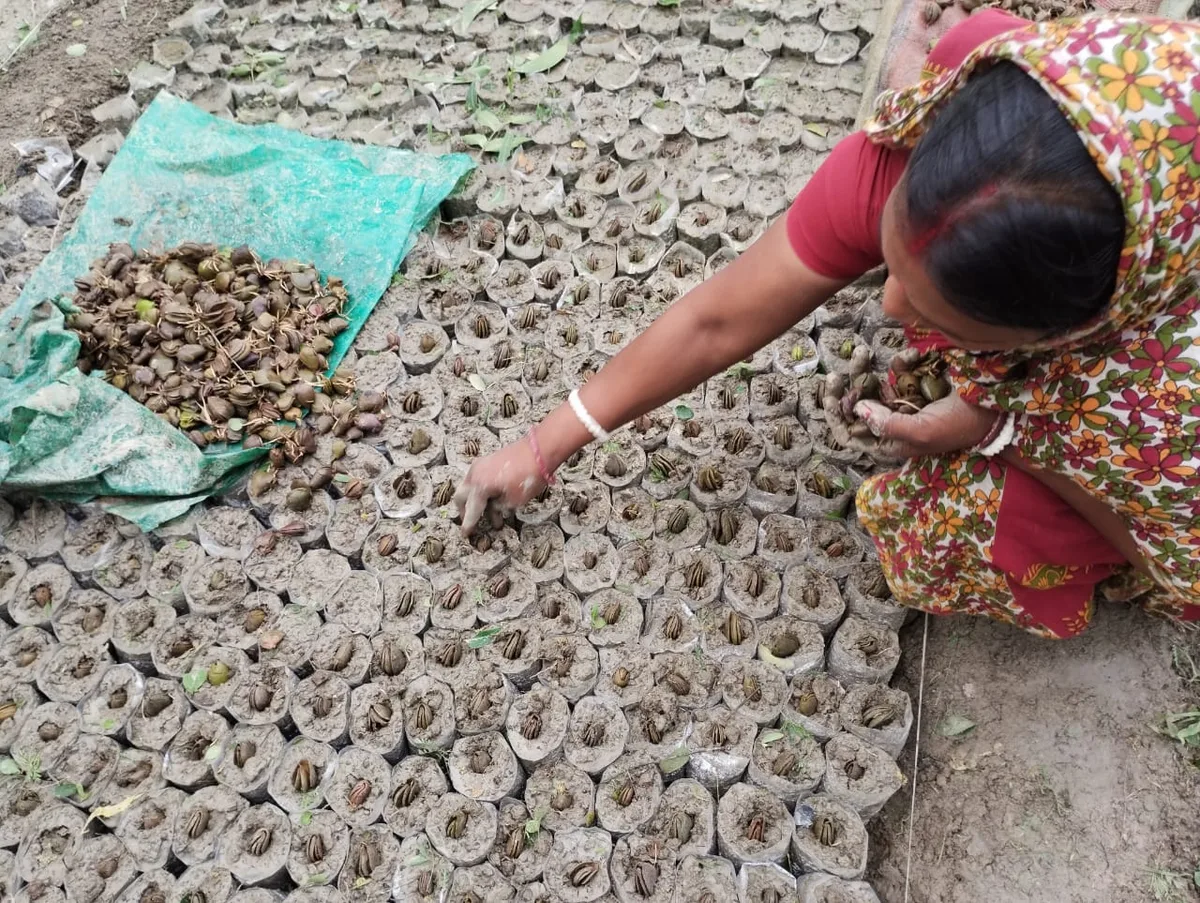 A woman planting mangrove seeds in a nursery pot