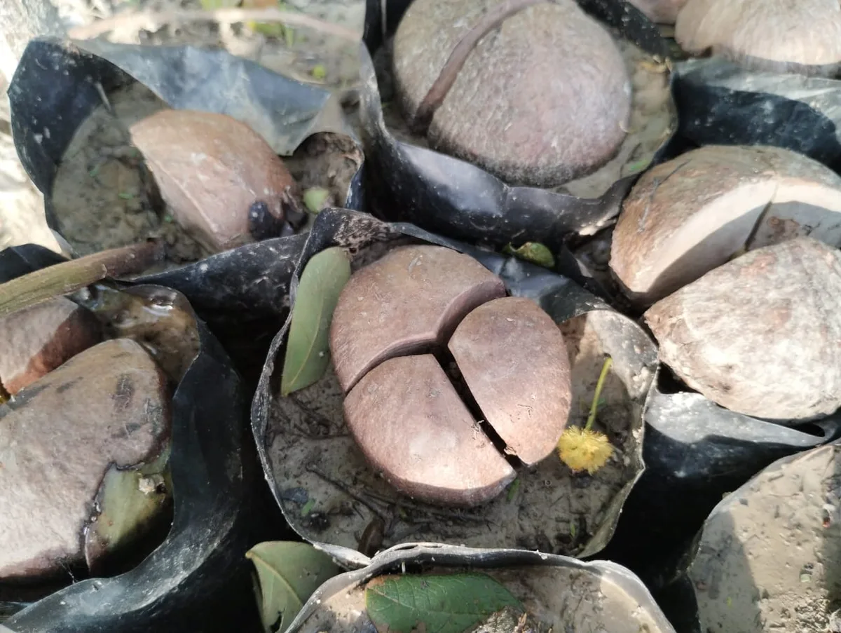 Mangrove seeds growing in nursery pots