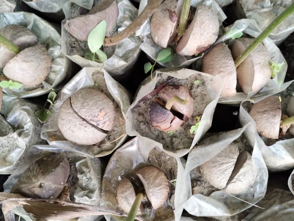Mangrove seeds in nursery pots