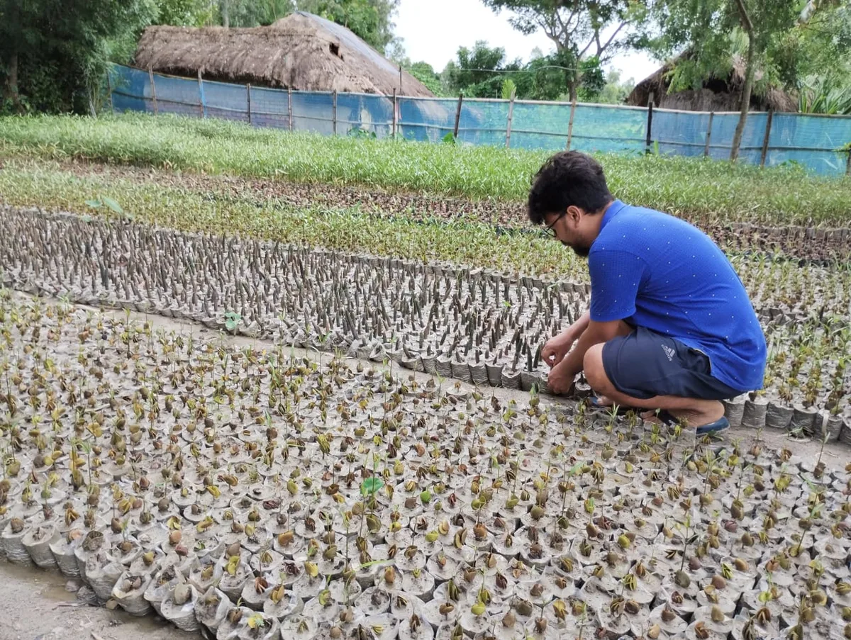 A person caring for mangrove saplings in a nursery