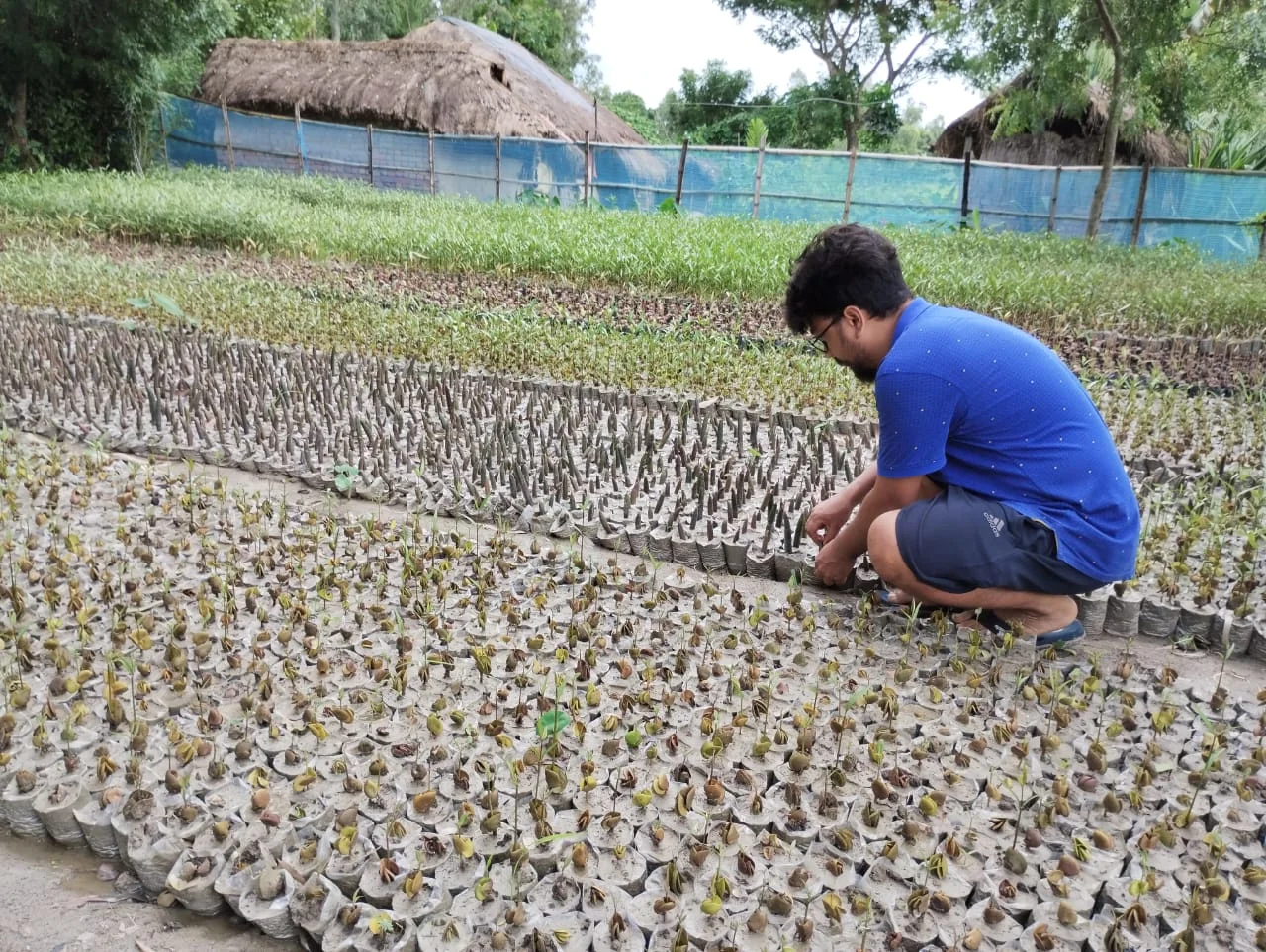 A person caring for mangrove saplings in a nursery