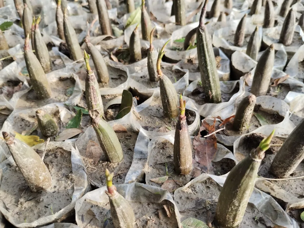 Newly germinated mangrove saplings in nursery pots