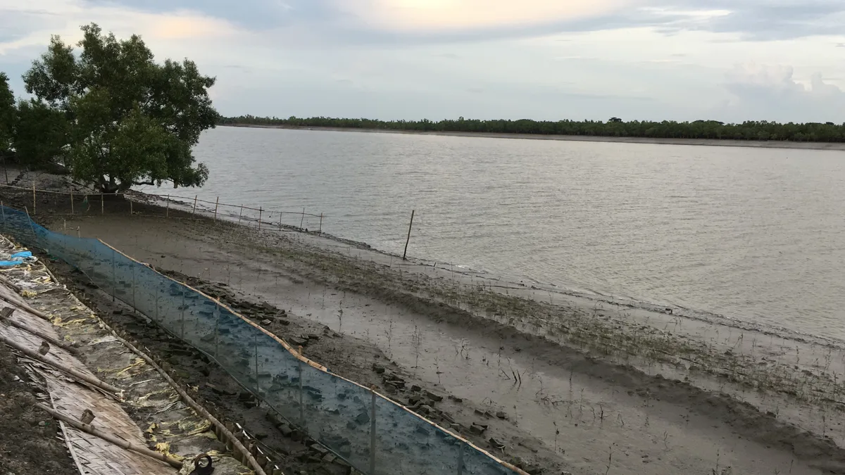 Riverbank plantation site in the Sundarbans