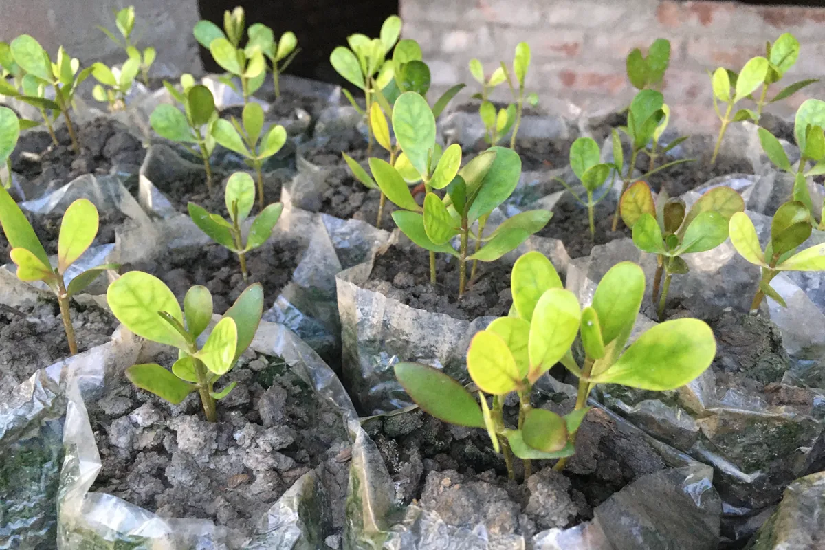 Young mangrove saplings with small leaves in nursery pots