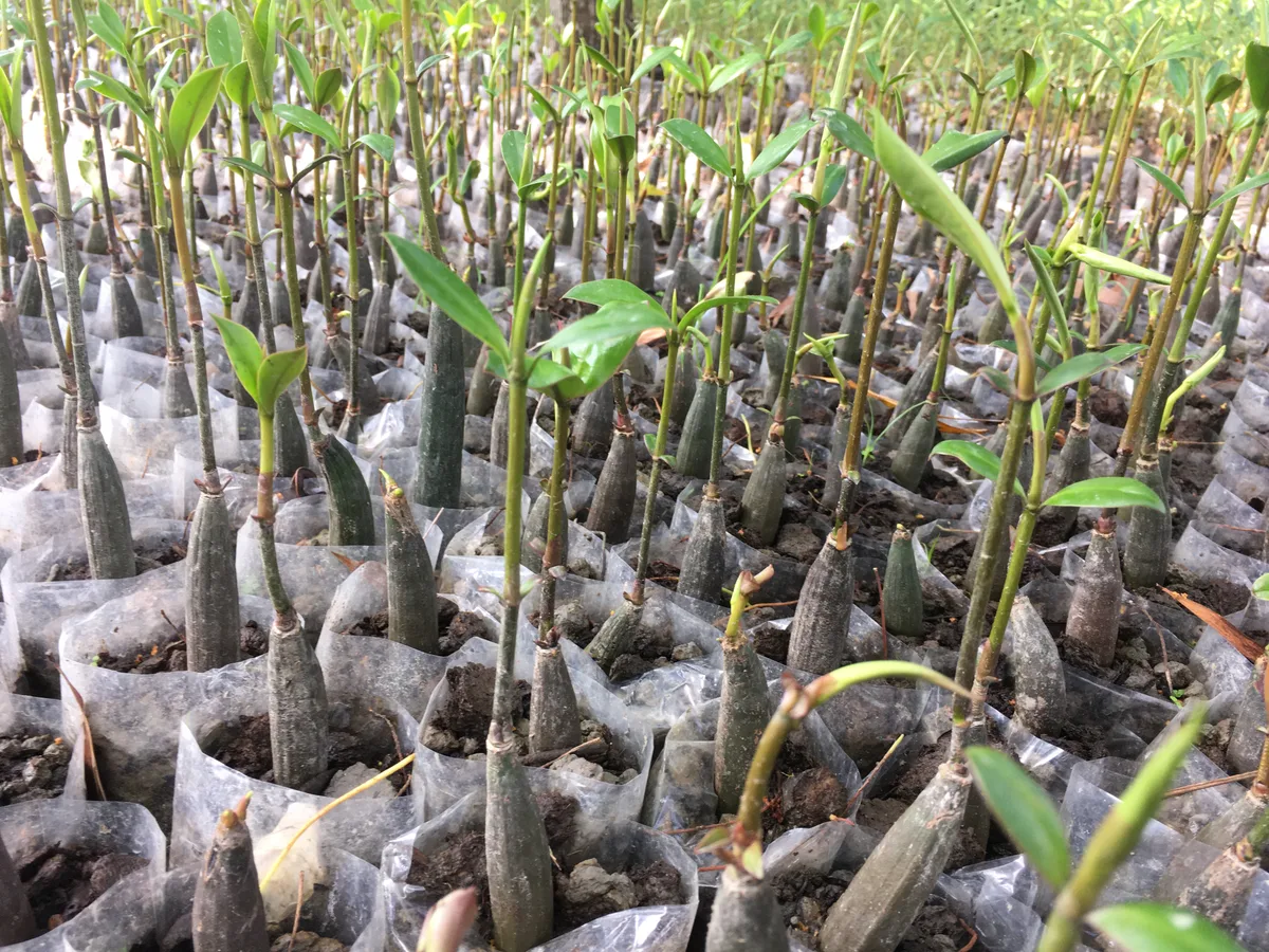 Grown mangrove saplings in nursery pots
