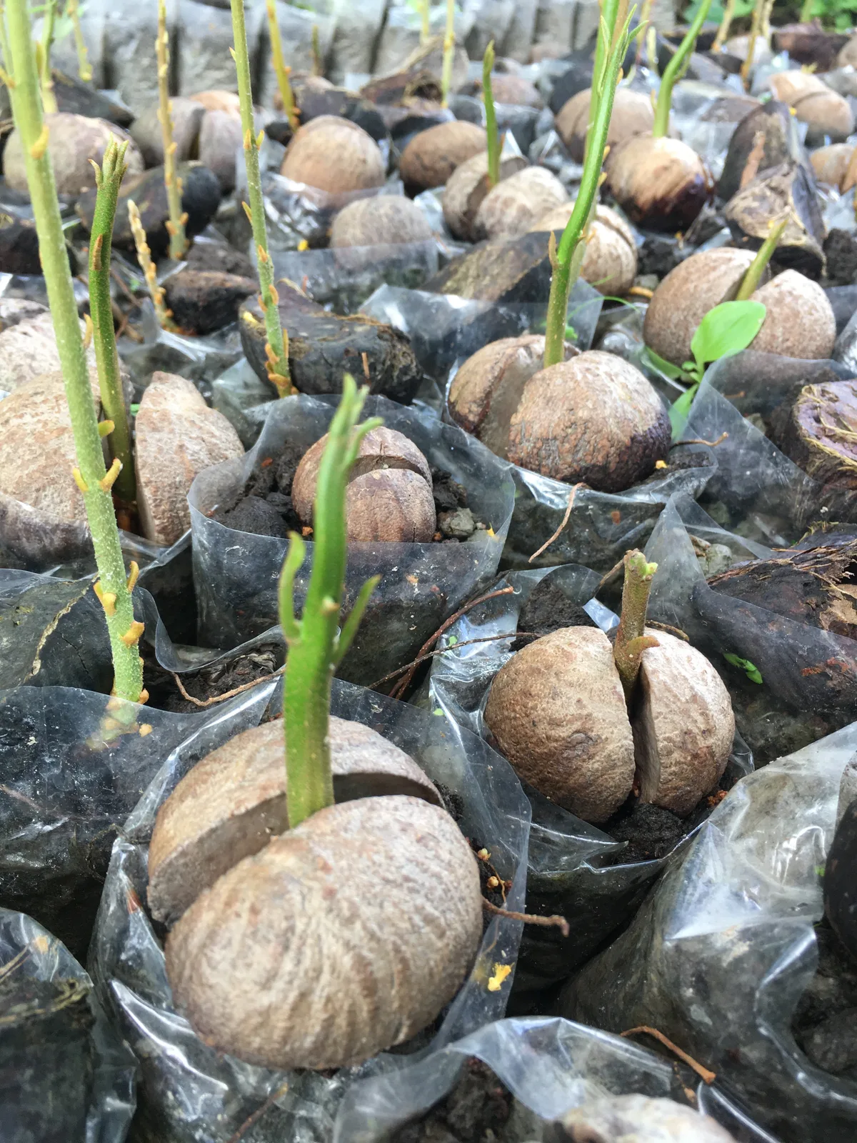 Mangrove seeds just after germination in a nursery pot