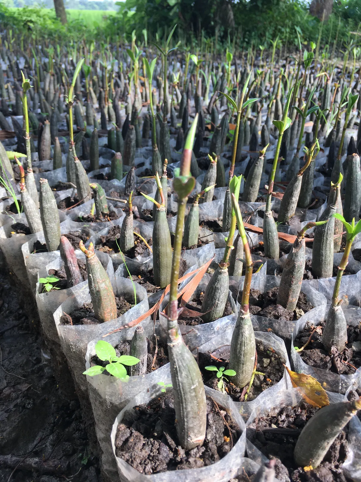 Many young mangrove saplings growing in nursery pots