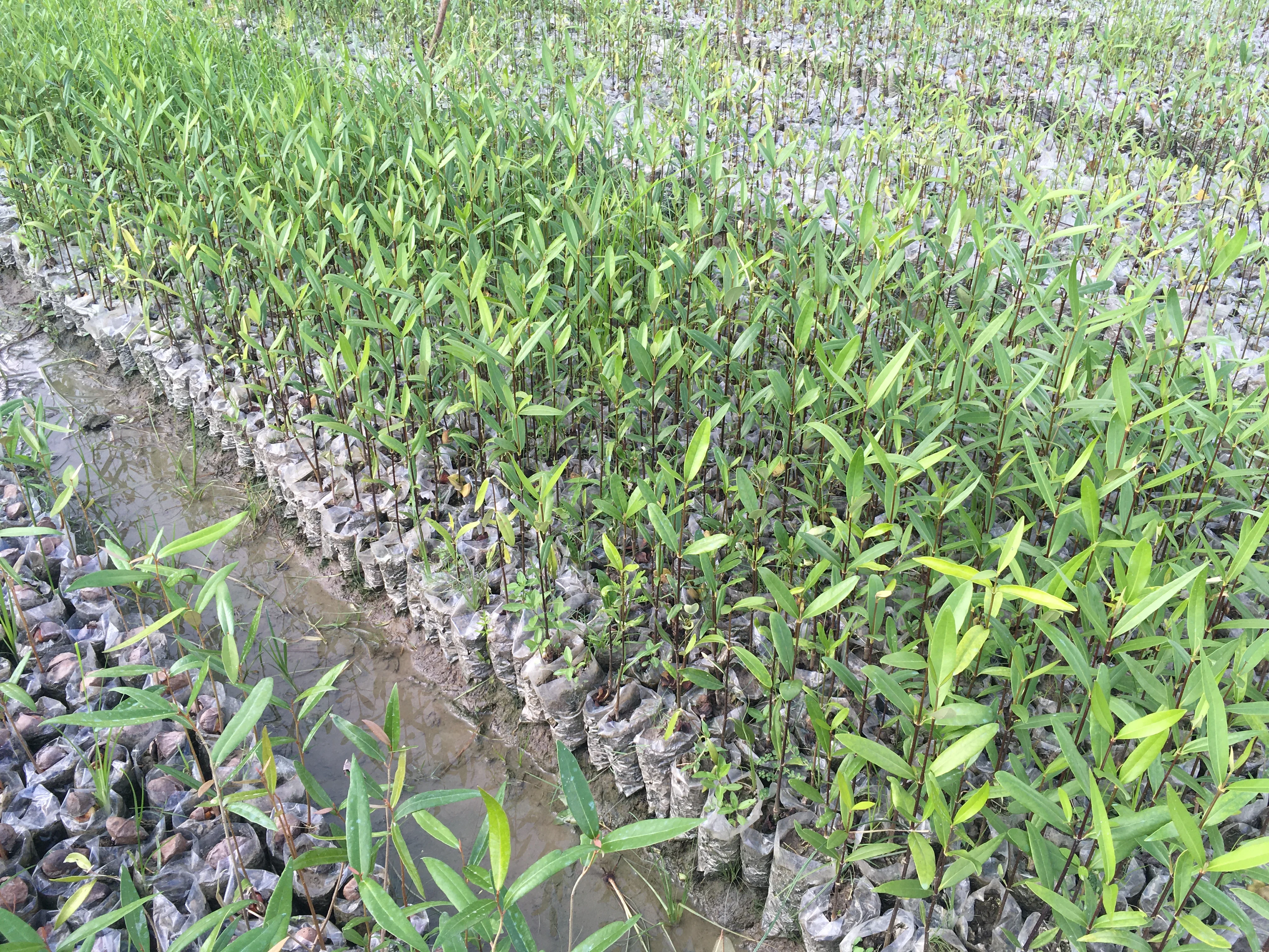 Grown mangrove saplings arranged in nursery rows