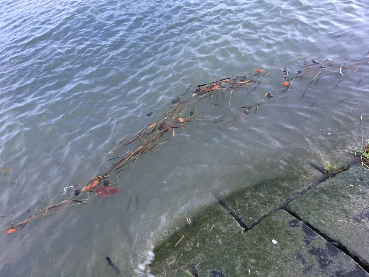 Mangrove seeds carried by river water along a concrete embankment