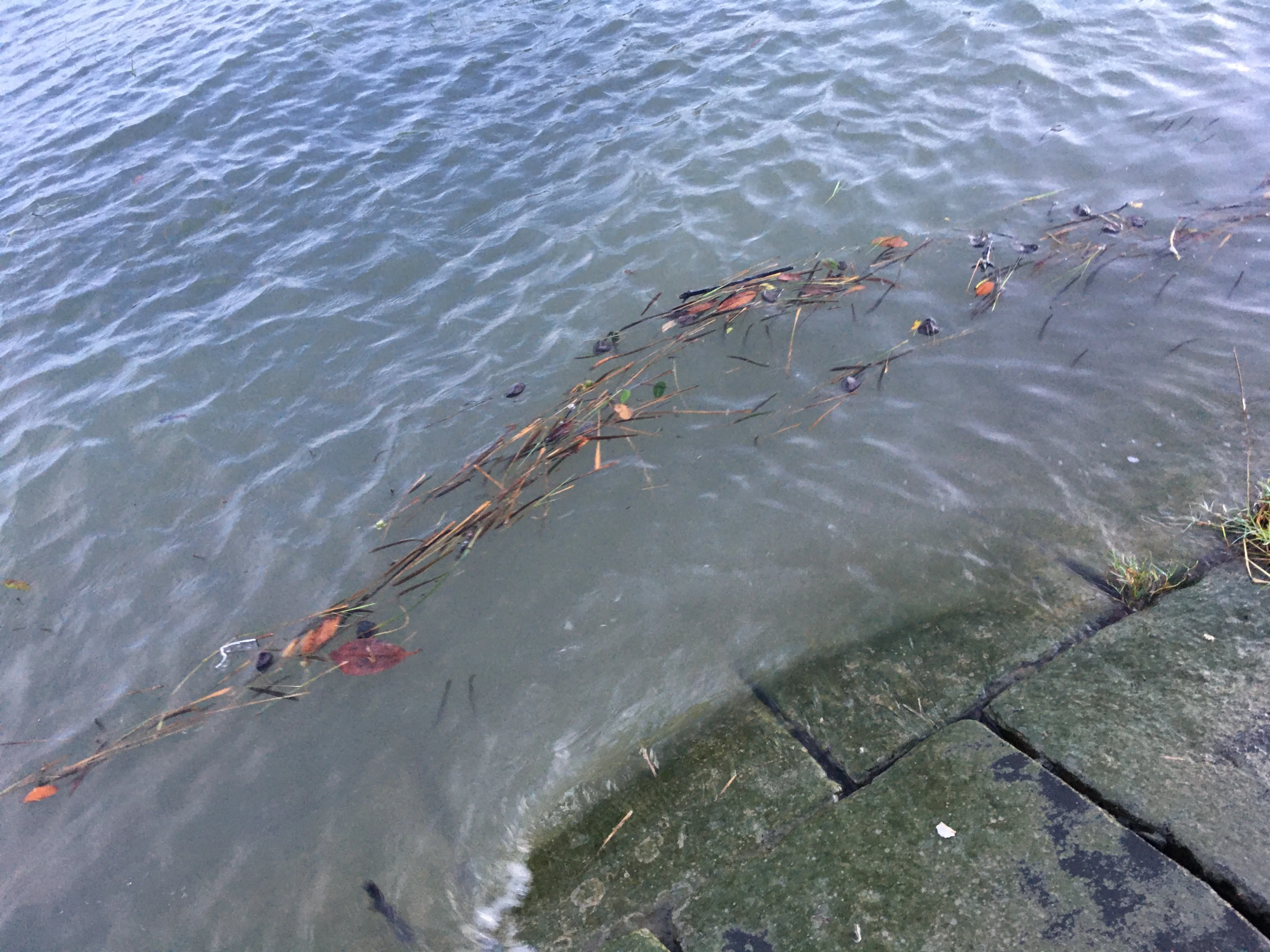 Mangrove seeds carried by river water along a concrete embankment