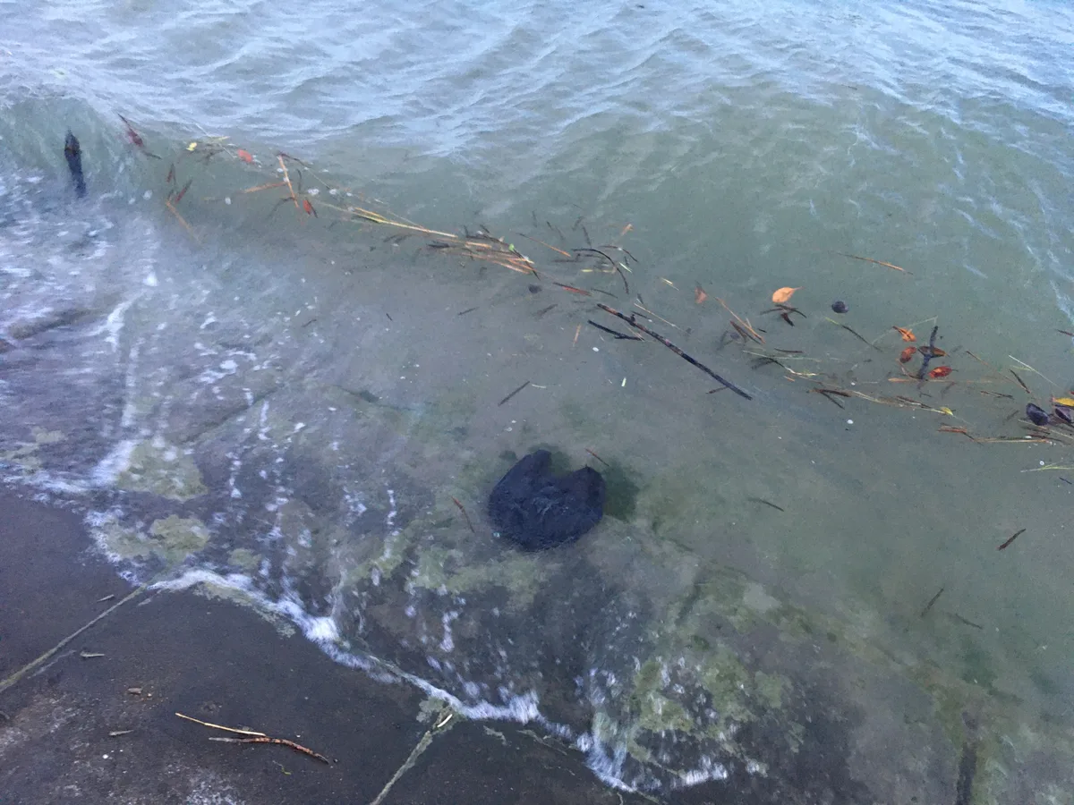 Mangrove seeds carried by river water beside a concrete embankment