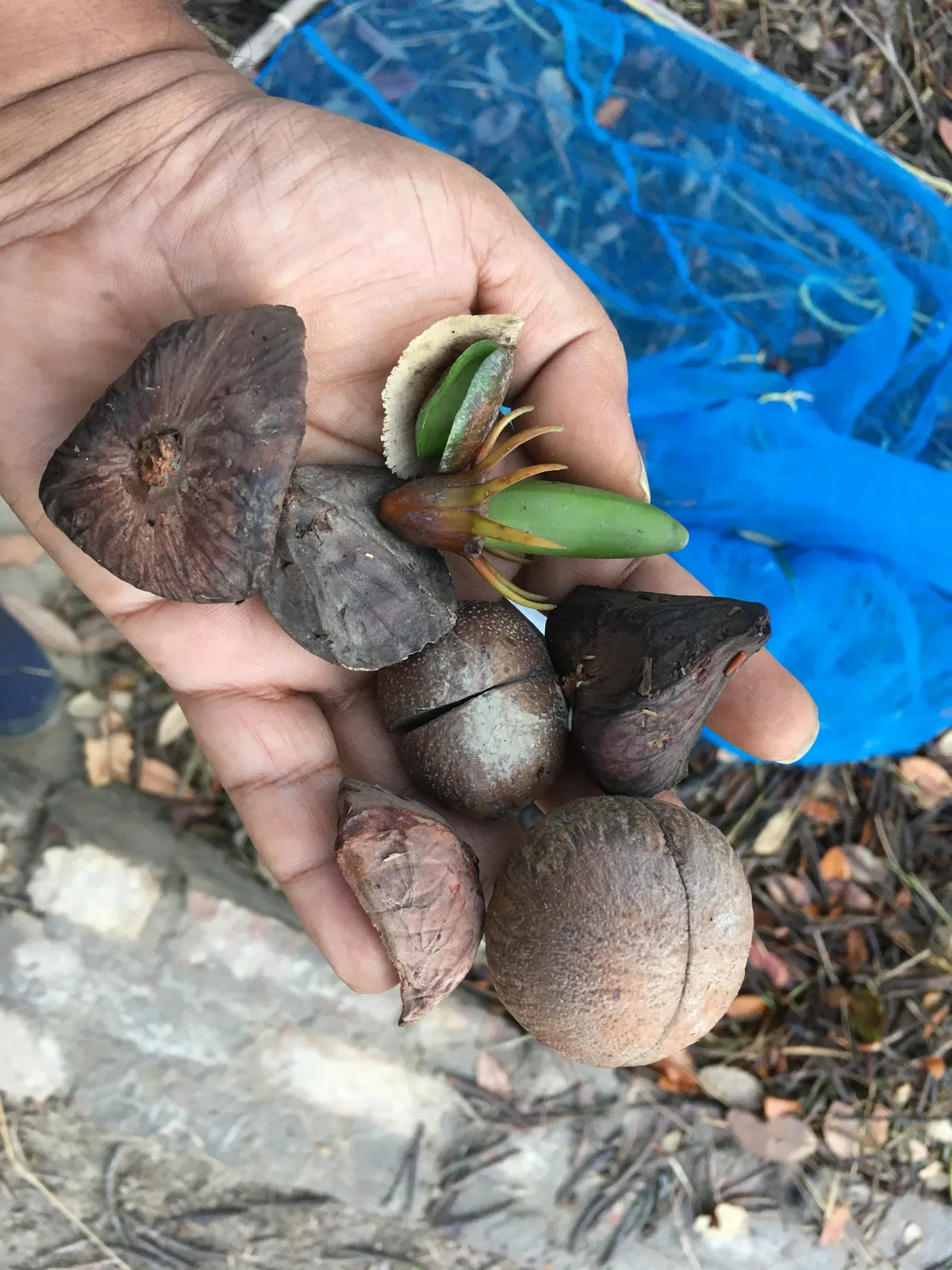 Collected mangrove seeds held in a person's hand