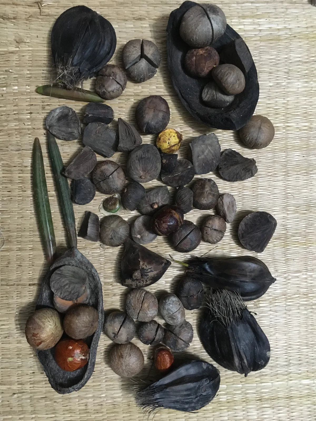 Collected mangrove seeds arranged on a sheet
