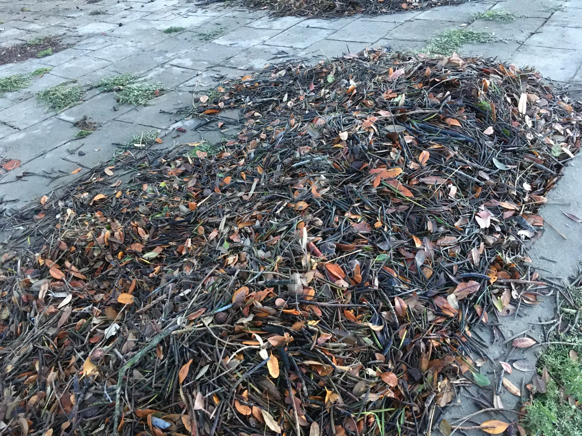 A large collection of mangrove seeds