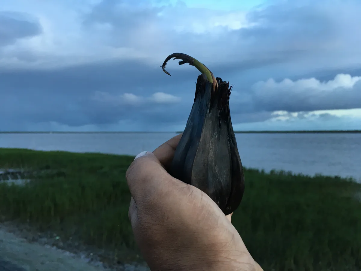 A naturally germinated mangrove seed held against the sky