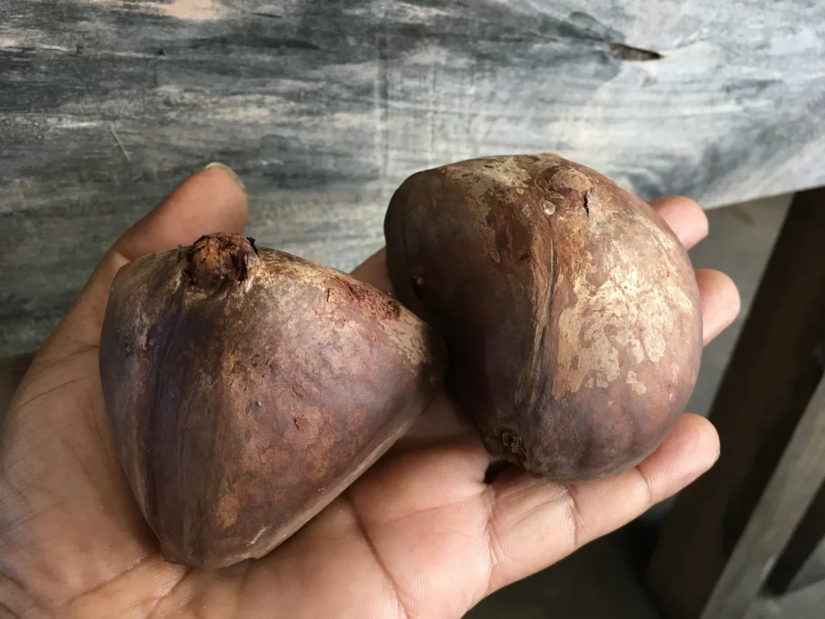 Two mangrove seeds held in a person's hand