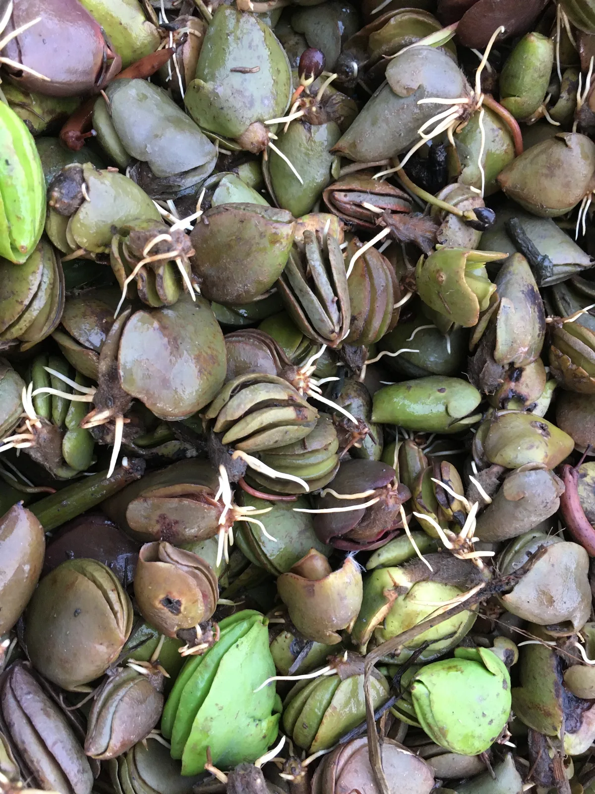Germinated mangrove seeds after collection