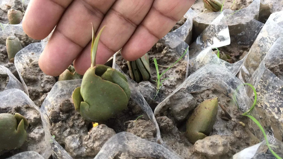 Germinated mangrove seeds after collection