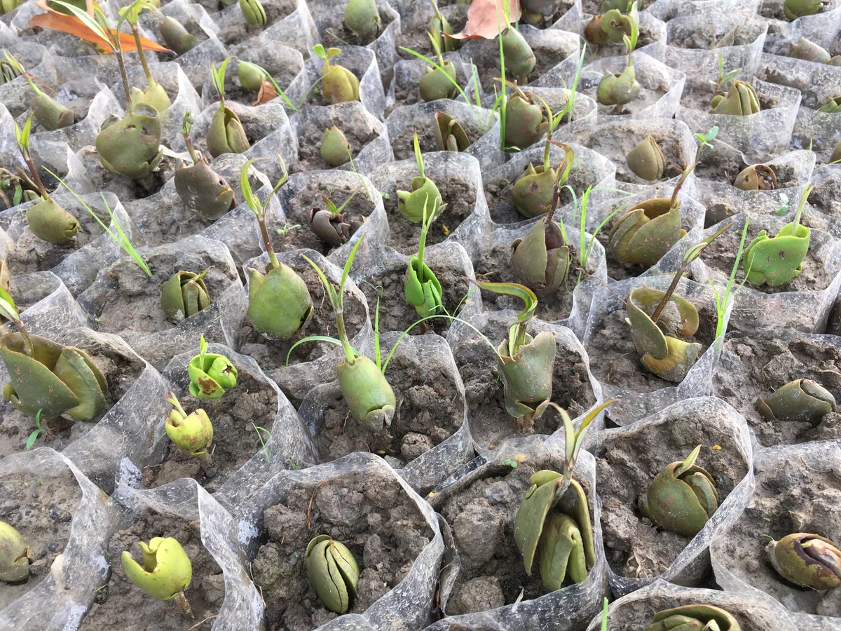 Germinated mangrove seeds newly planted in nursery pots