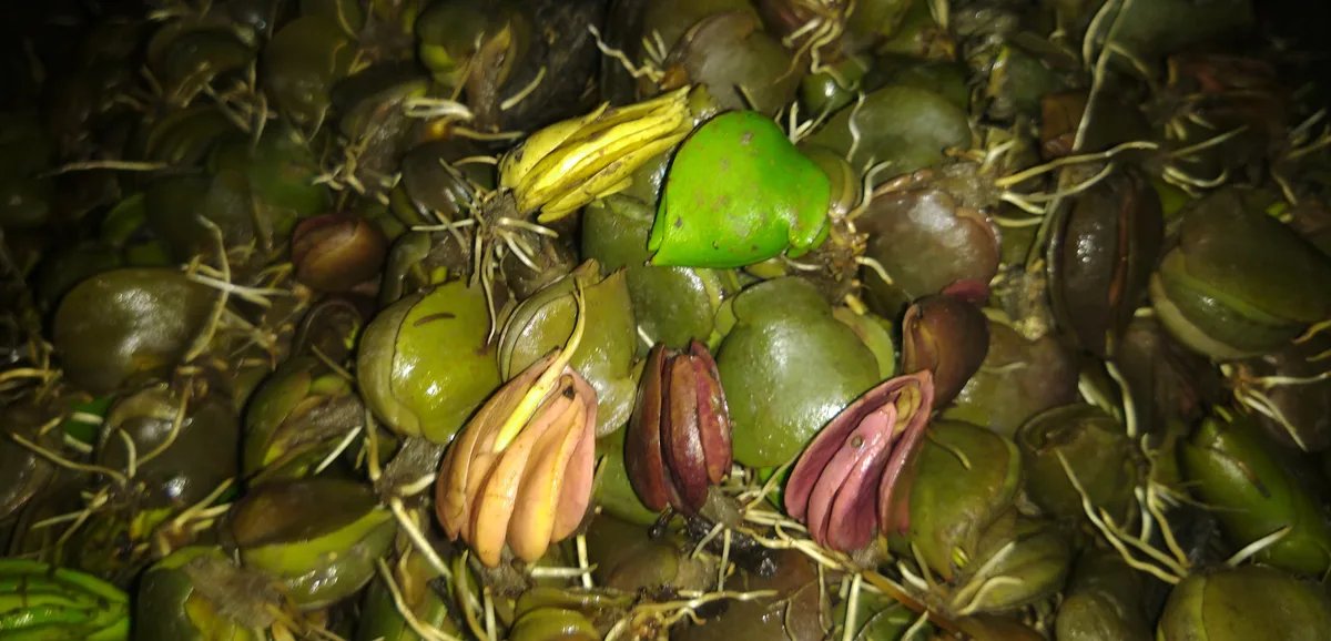 Germinated mangrove seeds planted in nursery pots