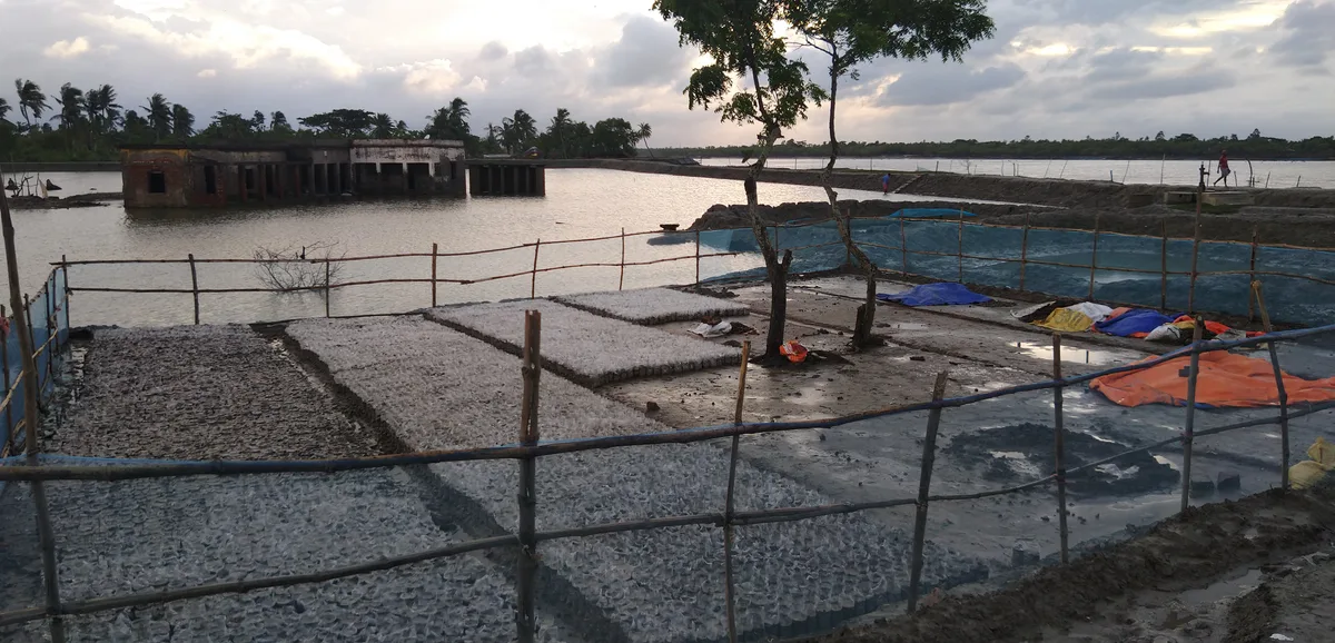 Riverbank mangrove plantation temporarily protected by fencing