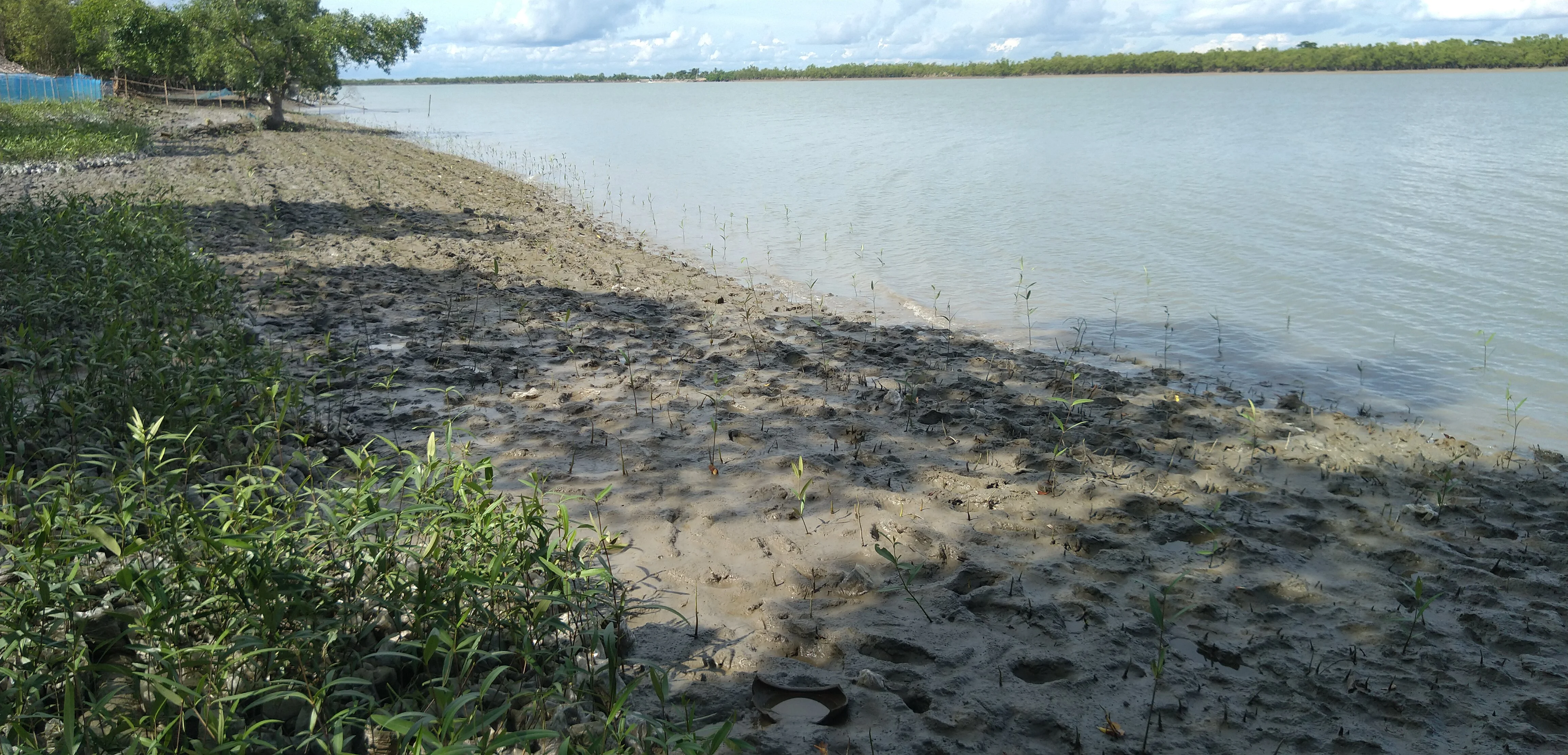 Mature mangrove plantation on a riverbank after fencing was removed