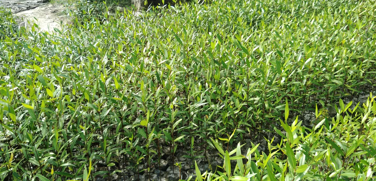 Grown mangrove saplings at a riverbank plantation