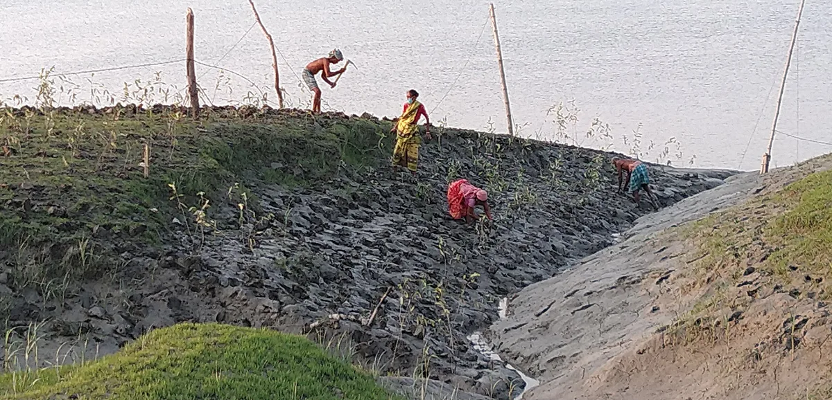 Villagers planting mangrove saplings along a riverbank