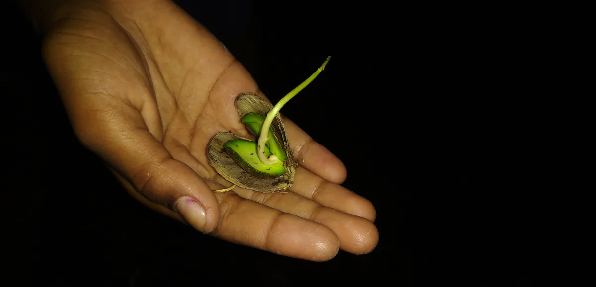 A newly germinated mangrove seed resting on a person's palm