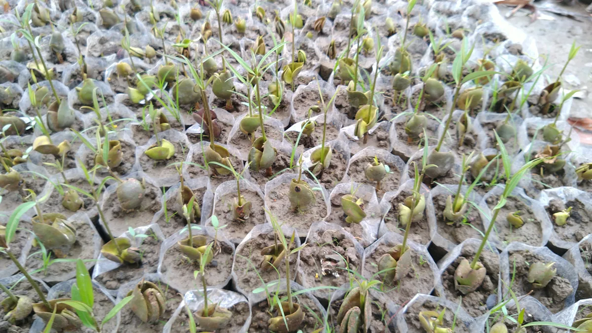 Mangrove saplings growing in nursery pots