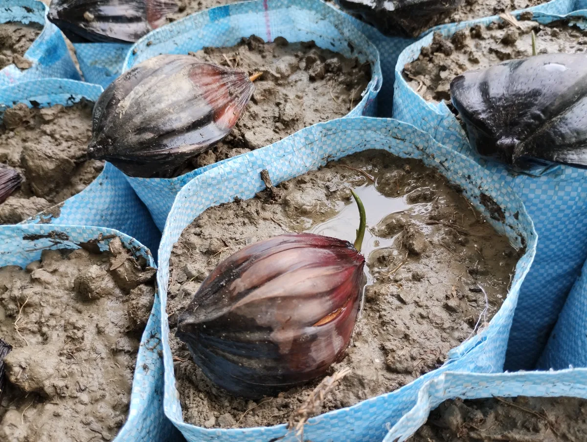 Close view of planted mangrove seeds in the nursery