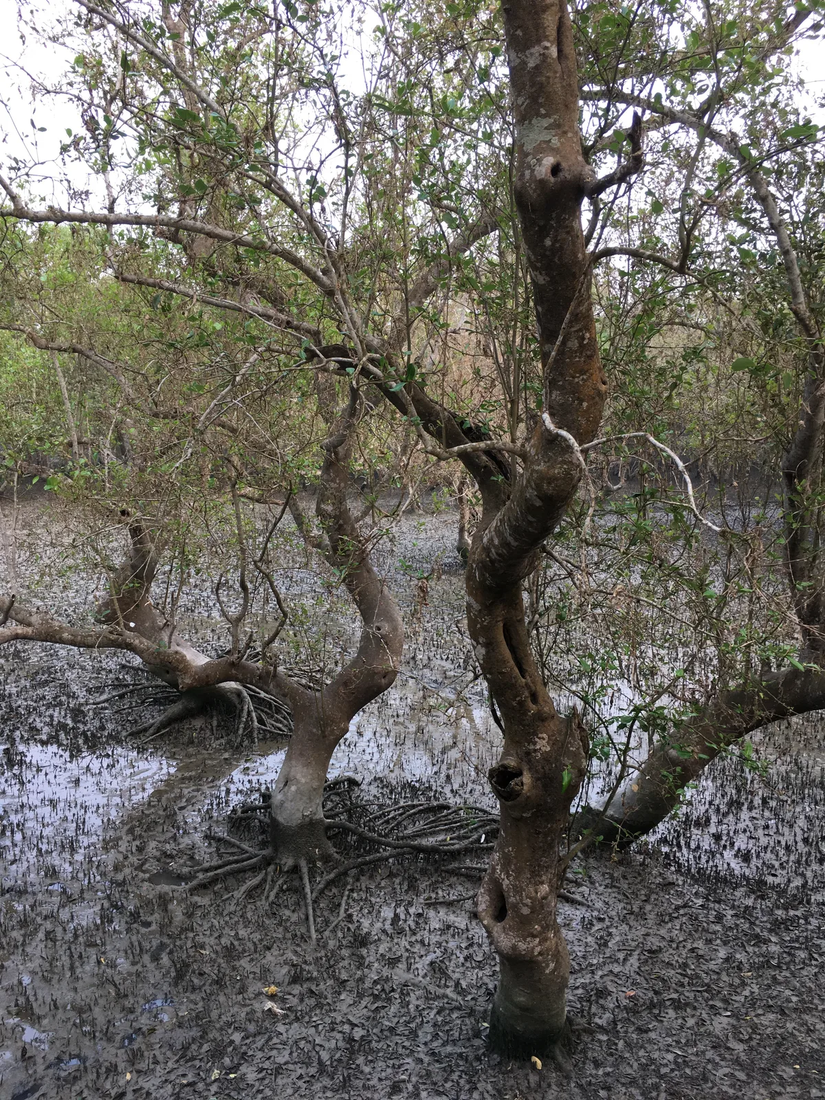 A fully grown mangrove on the riverbank